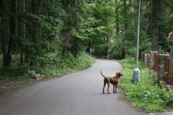 2007 : Úklid ulice U Vodárny (před úklidem)